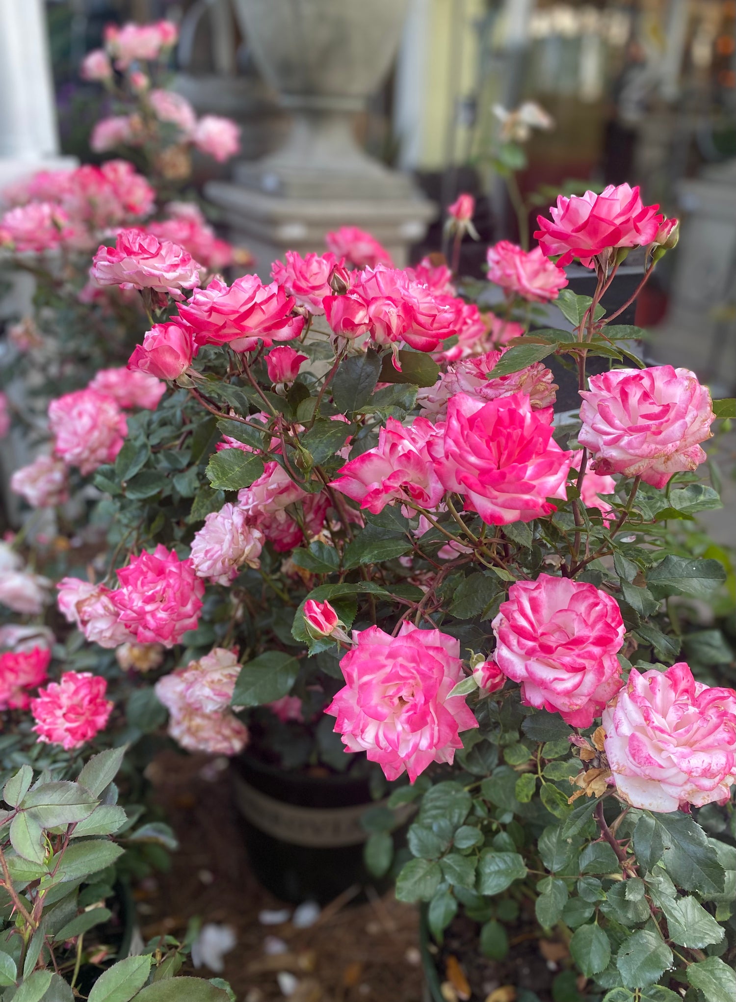 Grace N' Grit Pink Bicolor Shrub Rose
