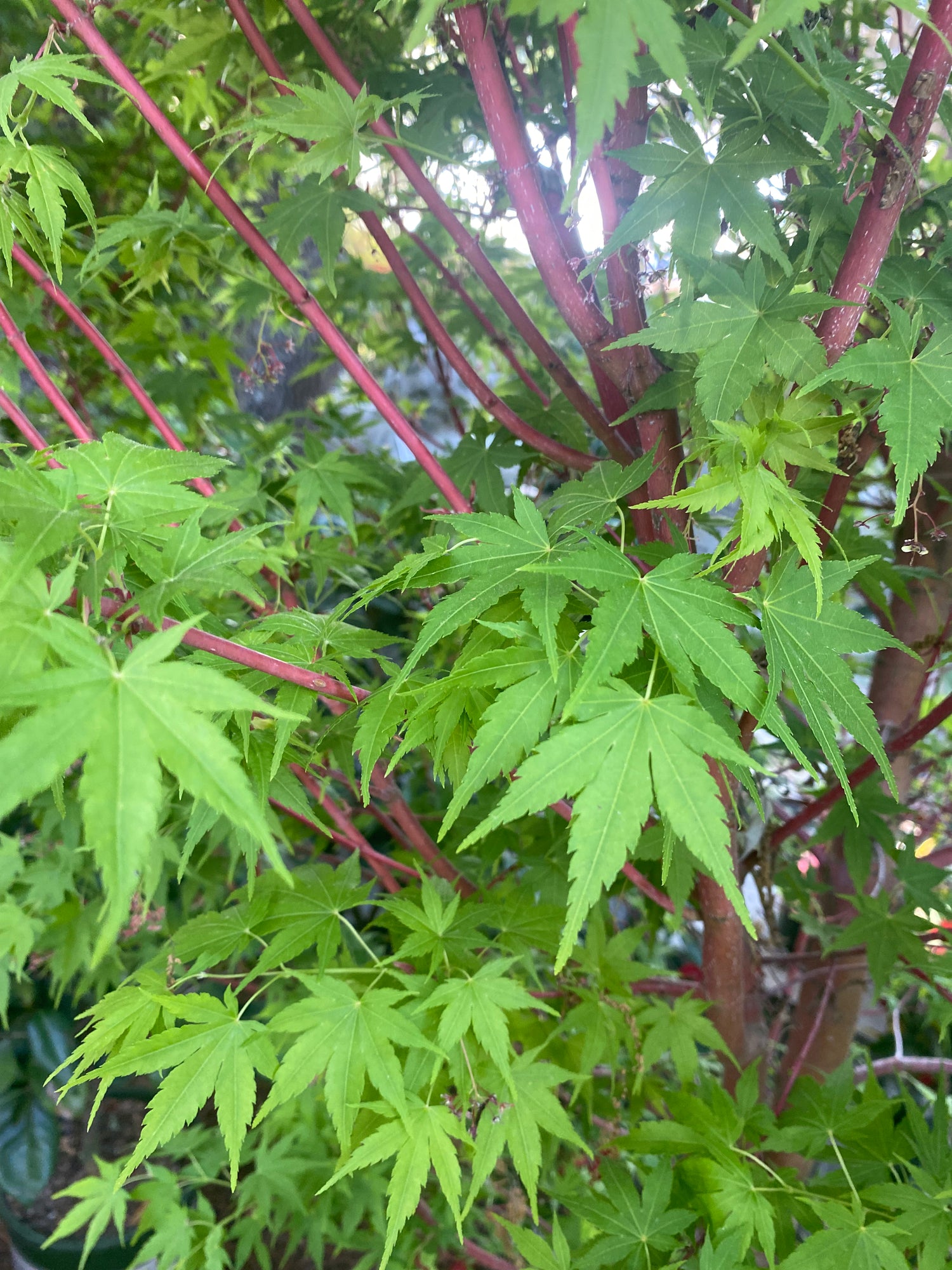 Coral Bark Japanese Maple