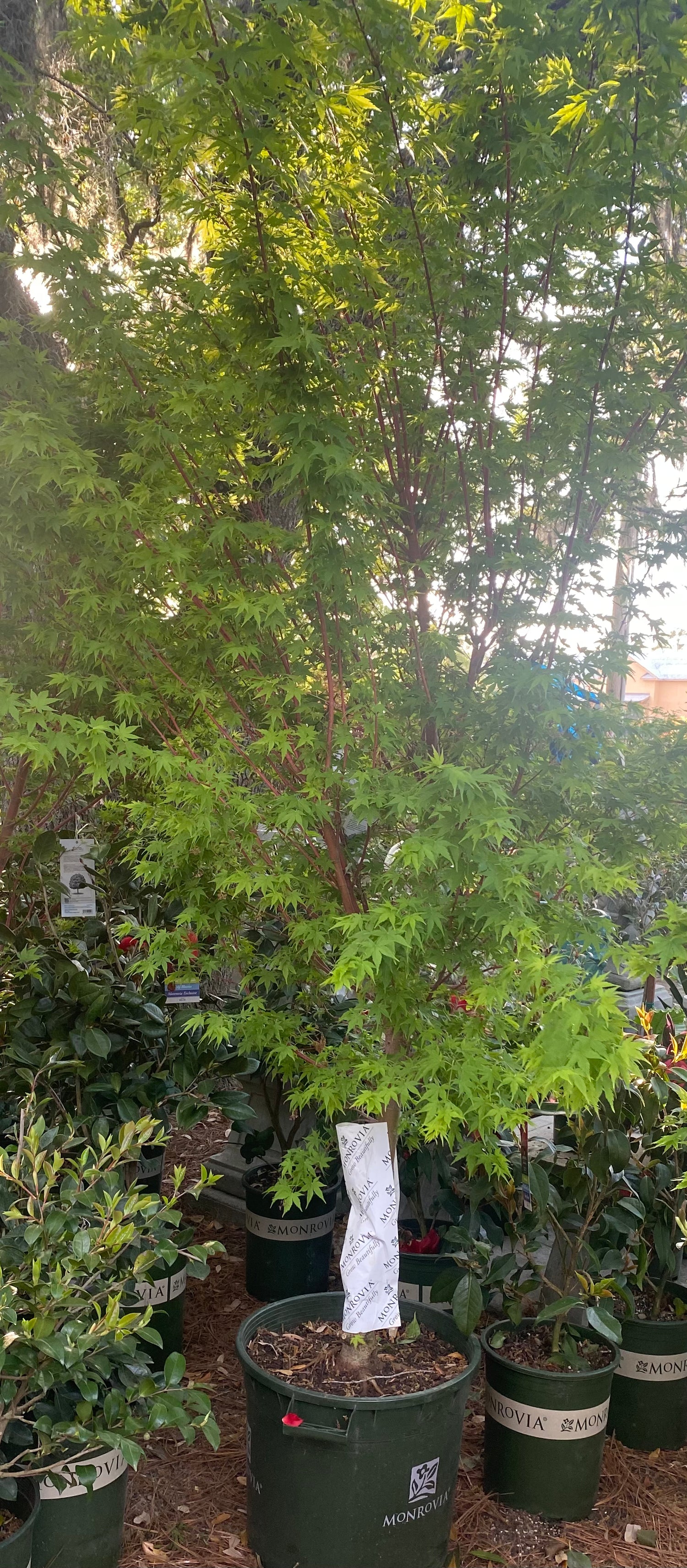 Coral Bark Japanese Maple