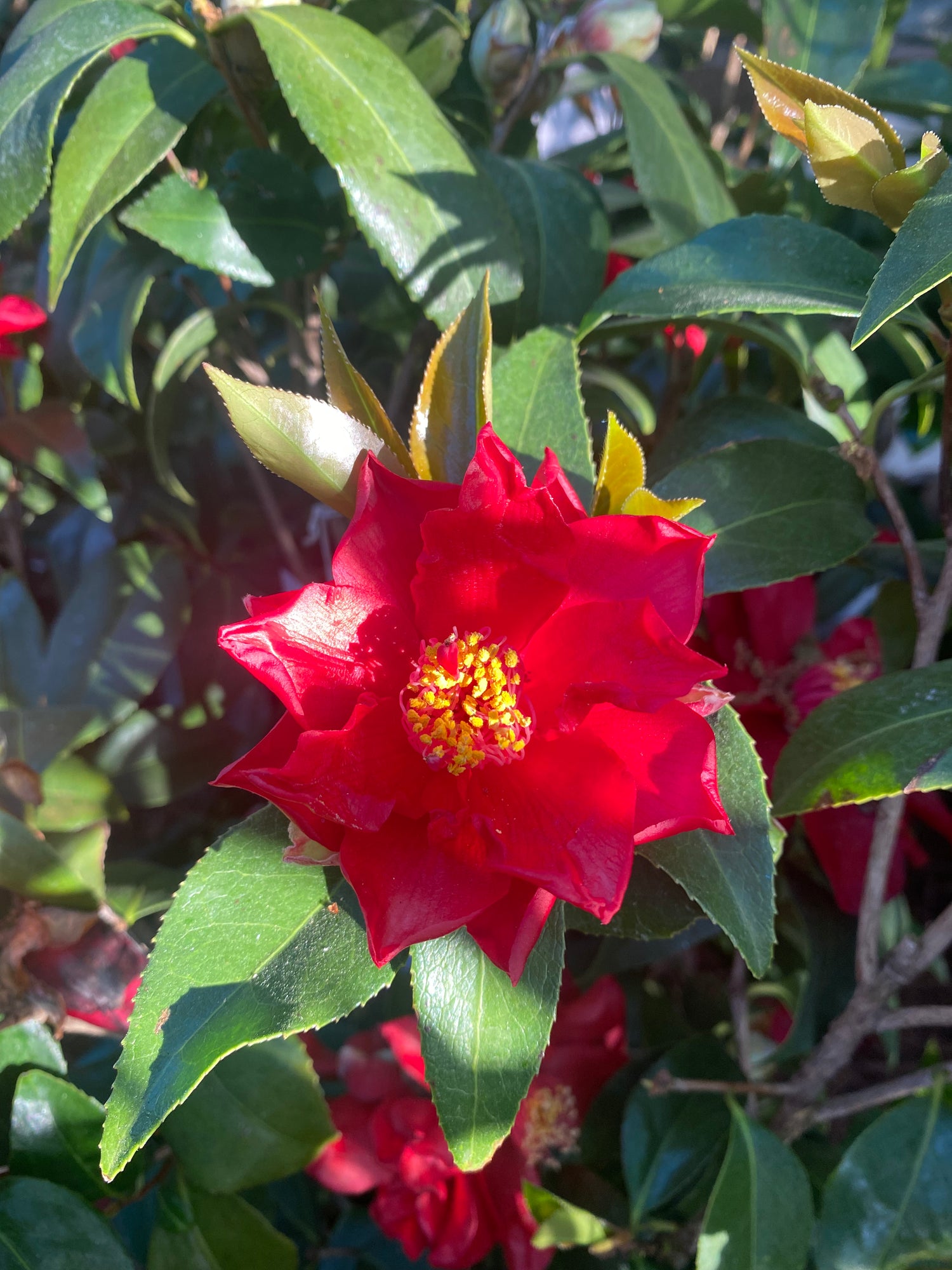 Julius Nuccio Camellia