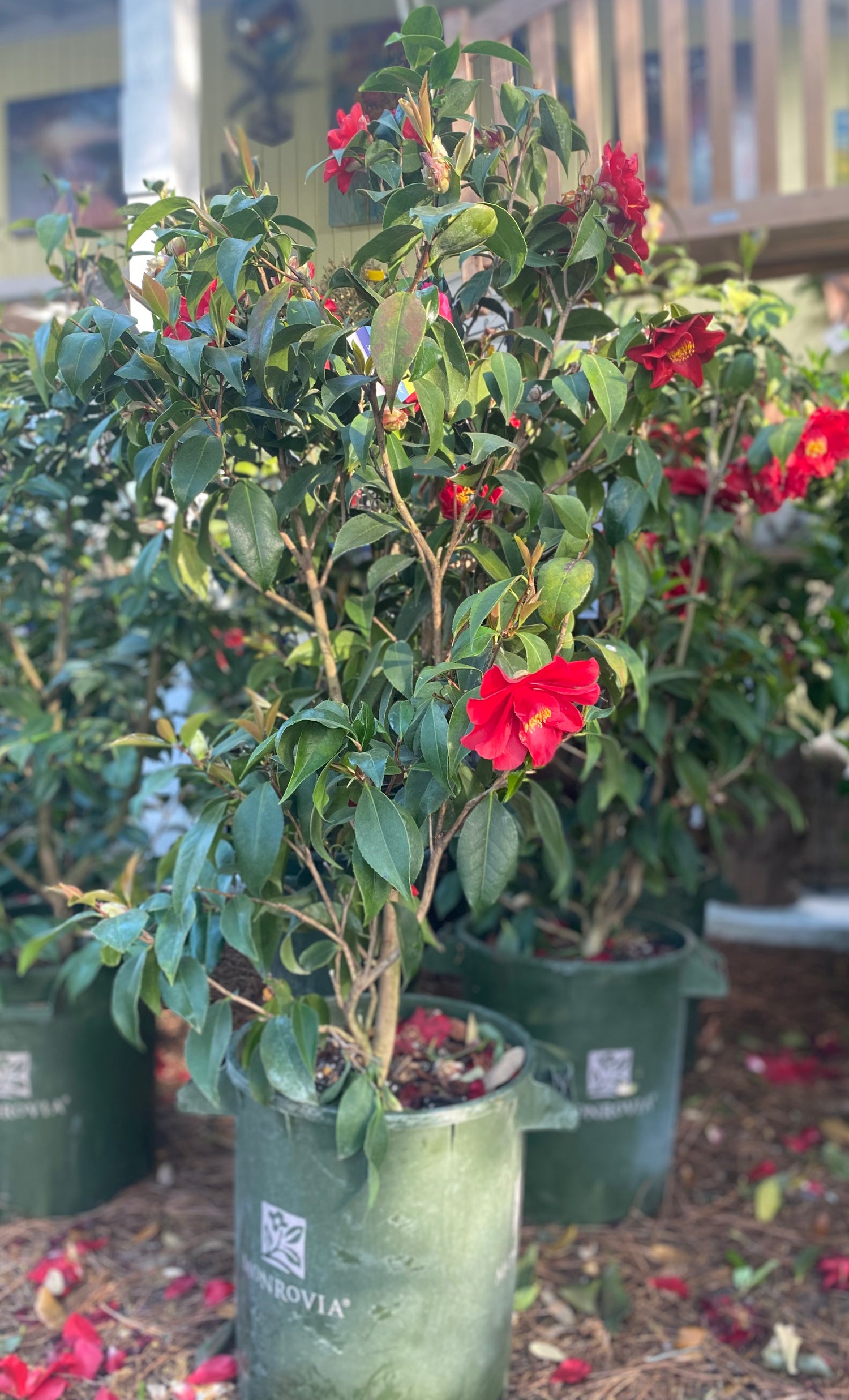 Julius Nuccio Camellia