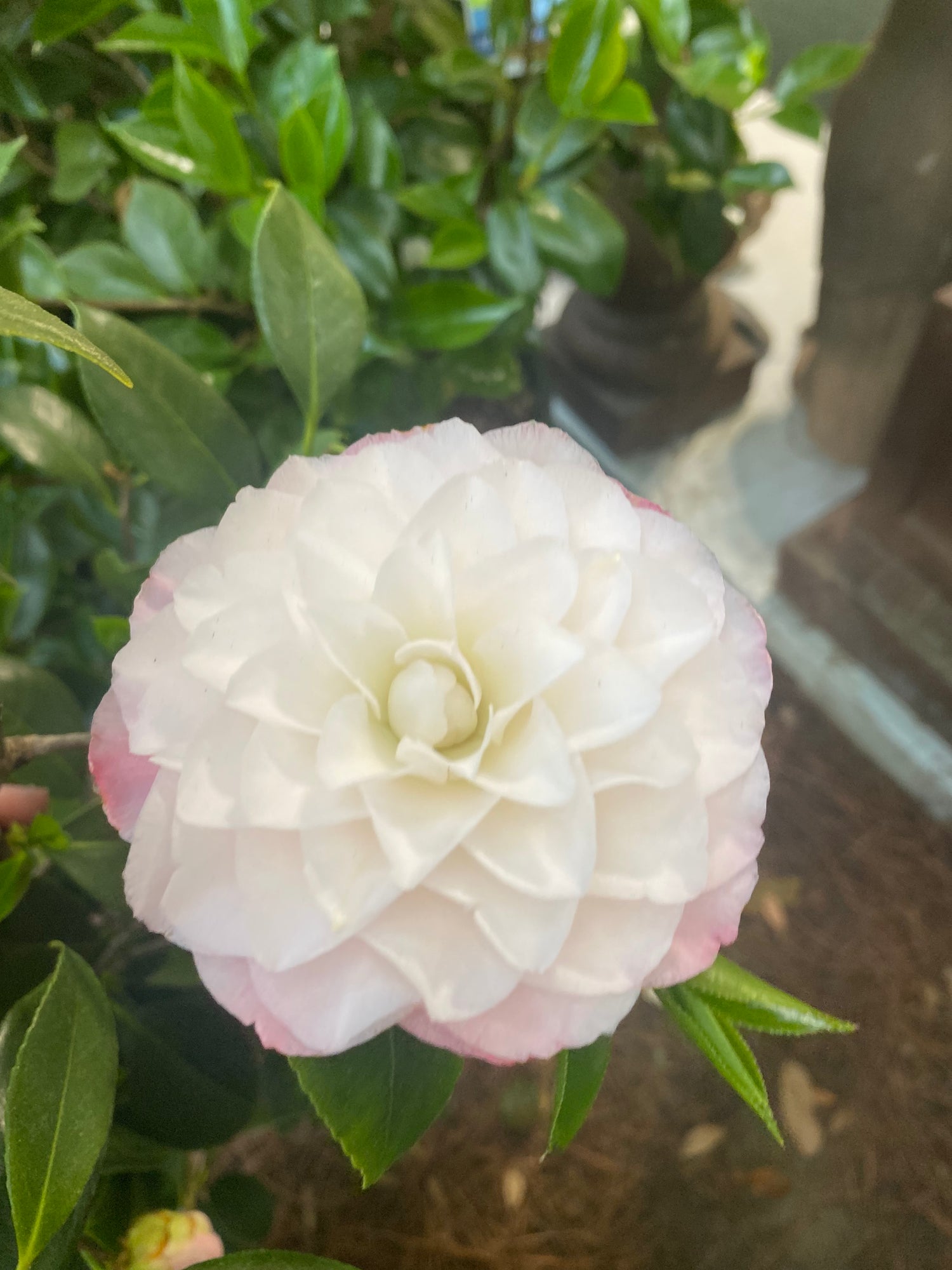 Nuccio's Pearl Camellia