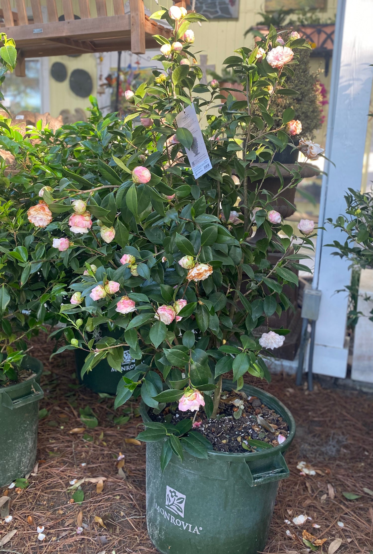 Nuccio's Pearl Camellia