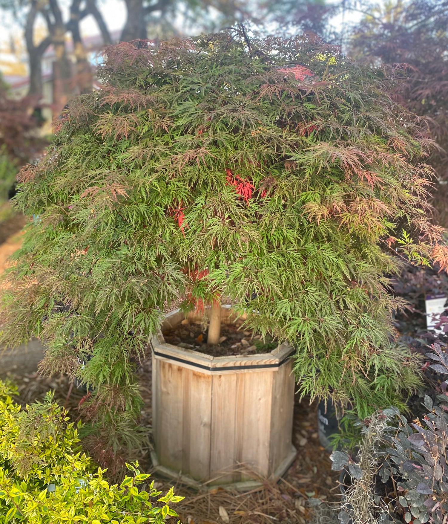 Orangeola Laceleaf Japanese Maple