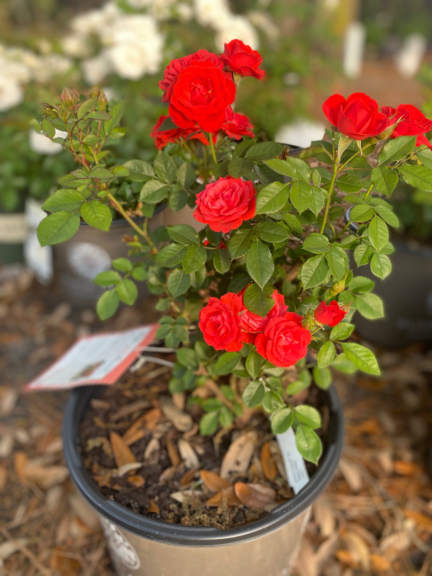 Sunblaze Autumn Rose