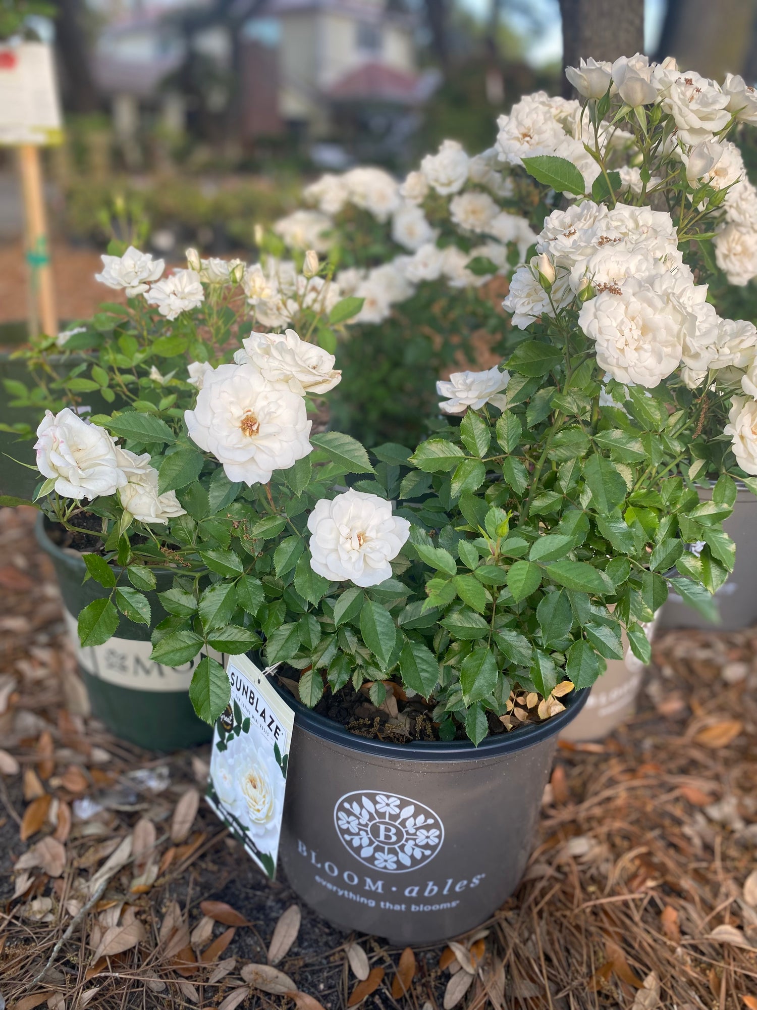 Sunblaze Bridal Rose - Miniature Rose