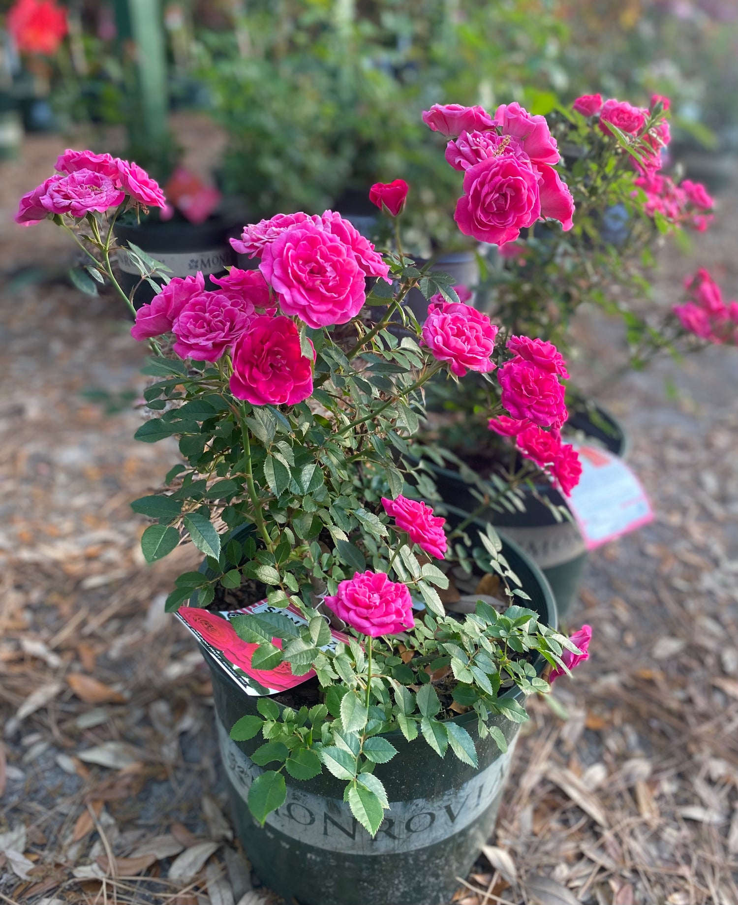 Sunblaze Dragon Fruit Rose - Miniature Rose