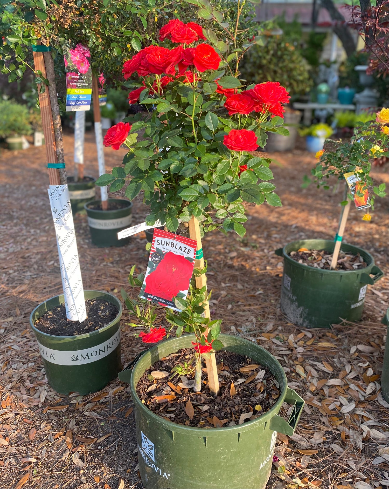 Sunblaze Autumn Rose - Tree Form