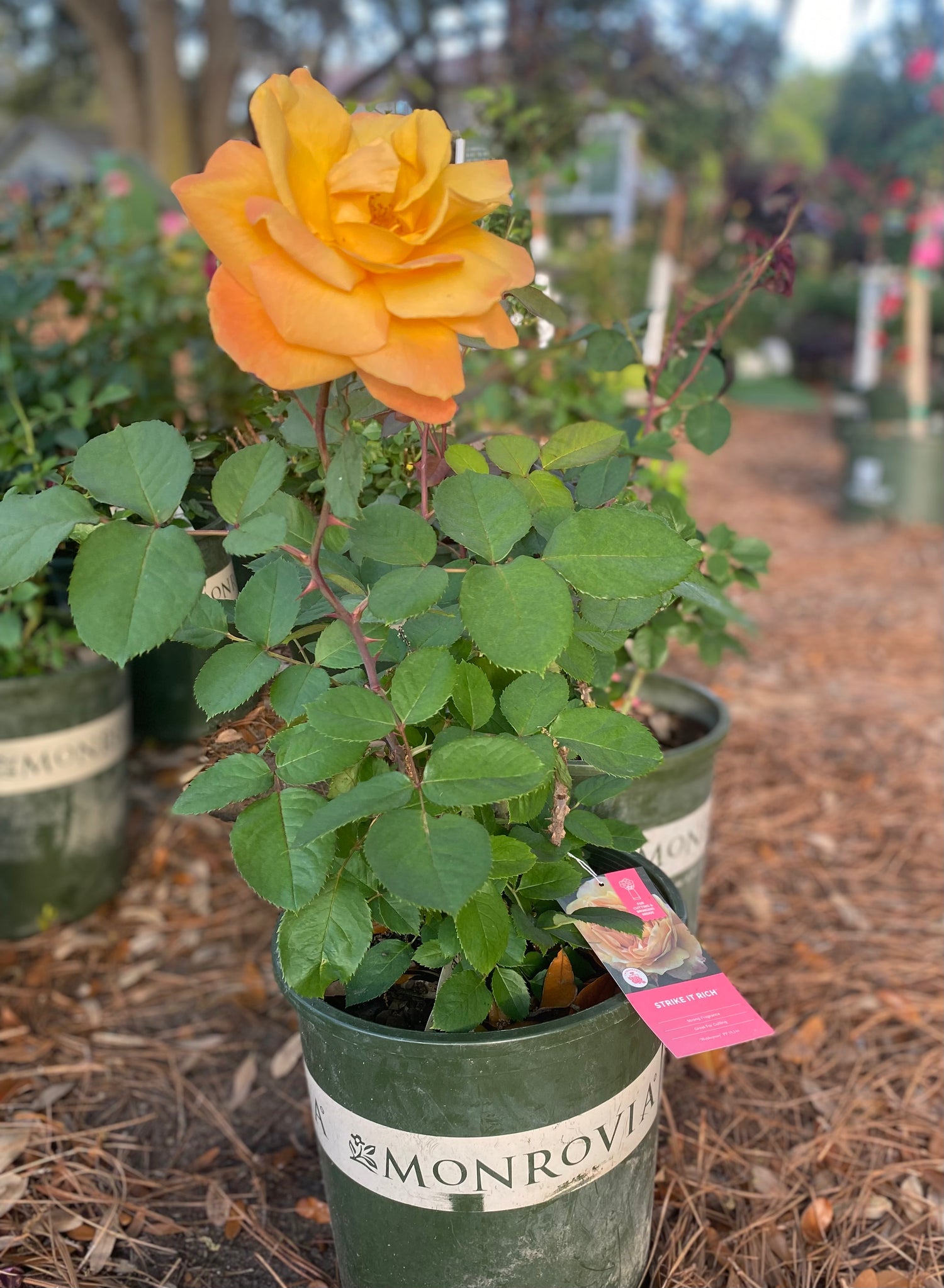 Strike It Rich Grandiflora Rose