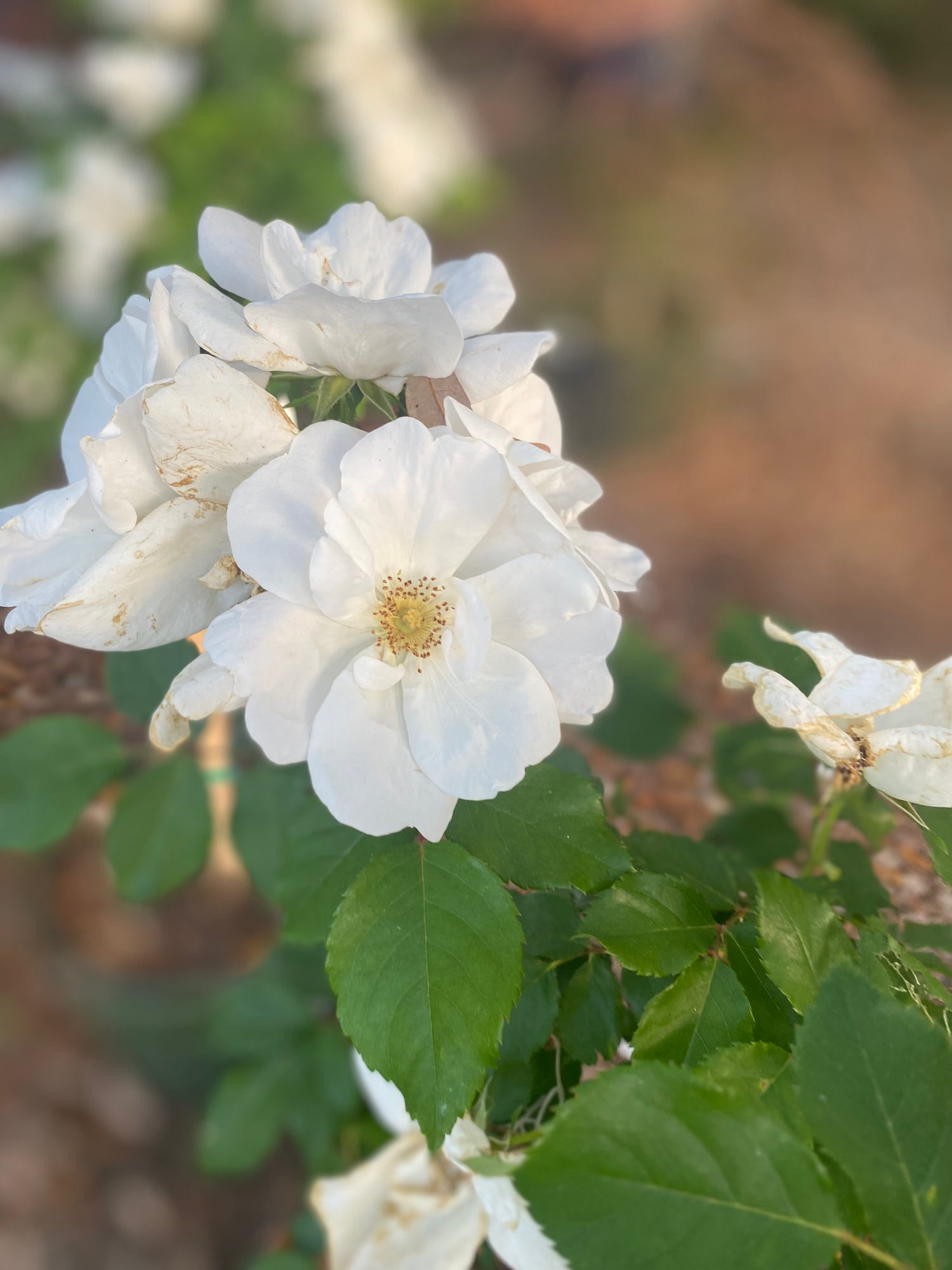 White Knock Out Rose - Tree Form