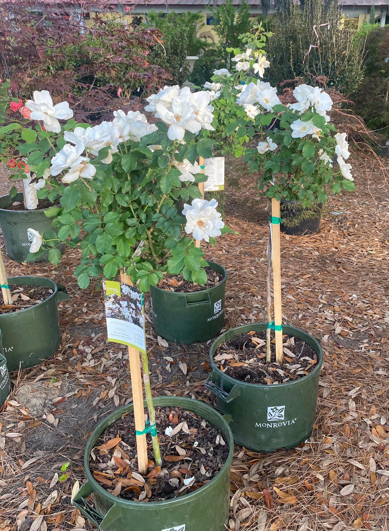 White Knock Out Rose - Tree Form