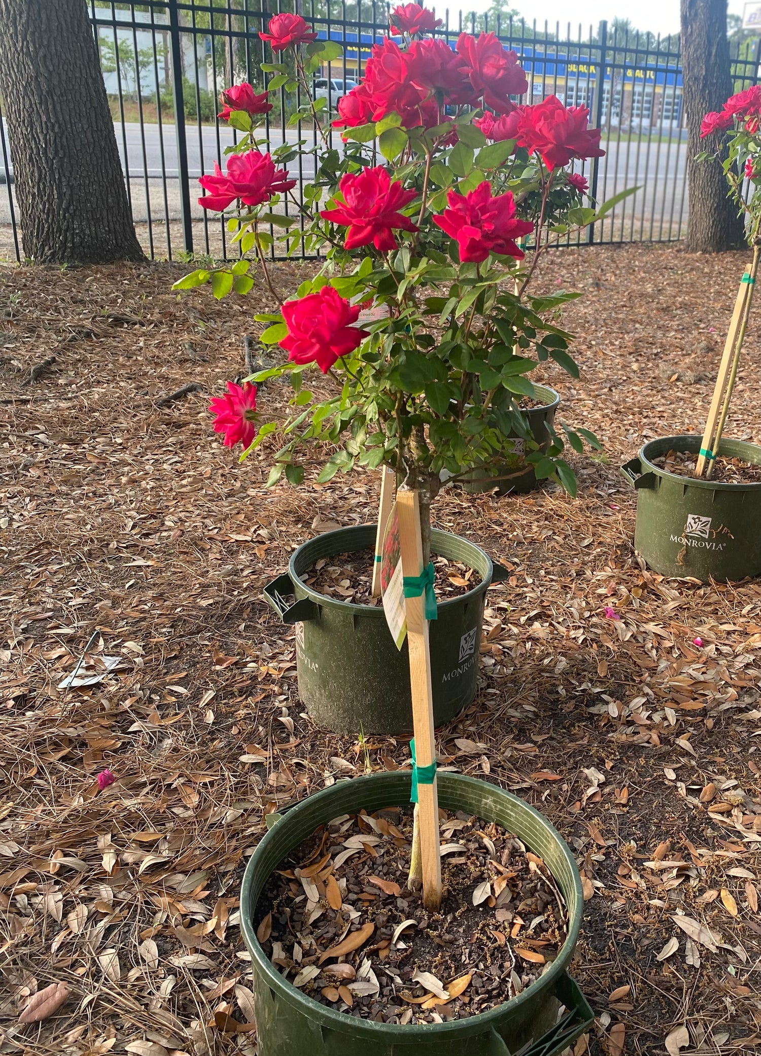 Double Knock Out Rose - Tree Form