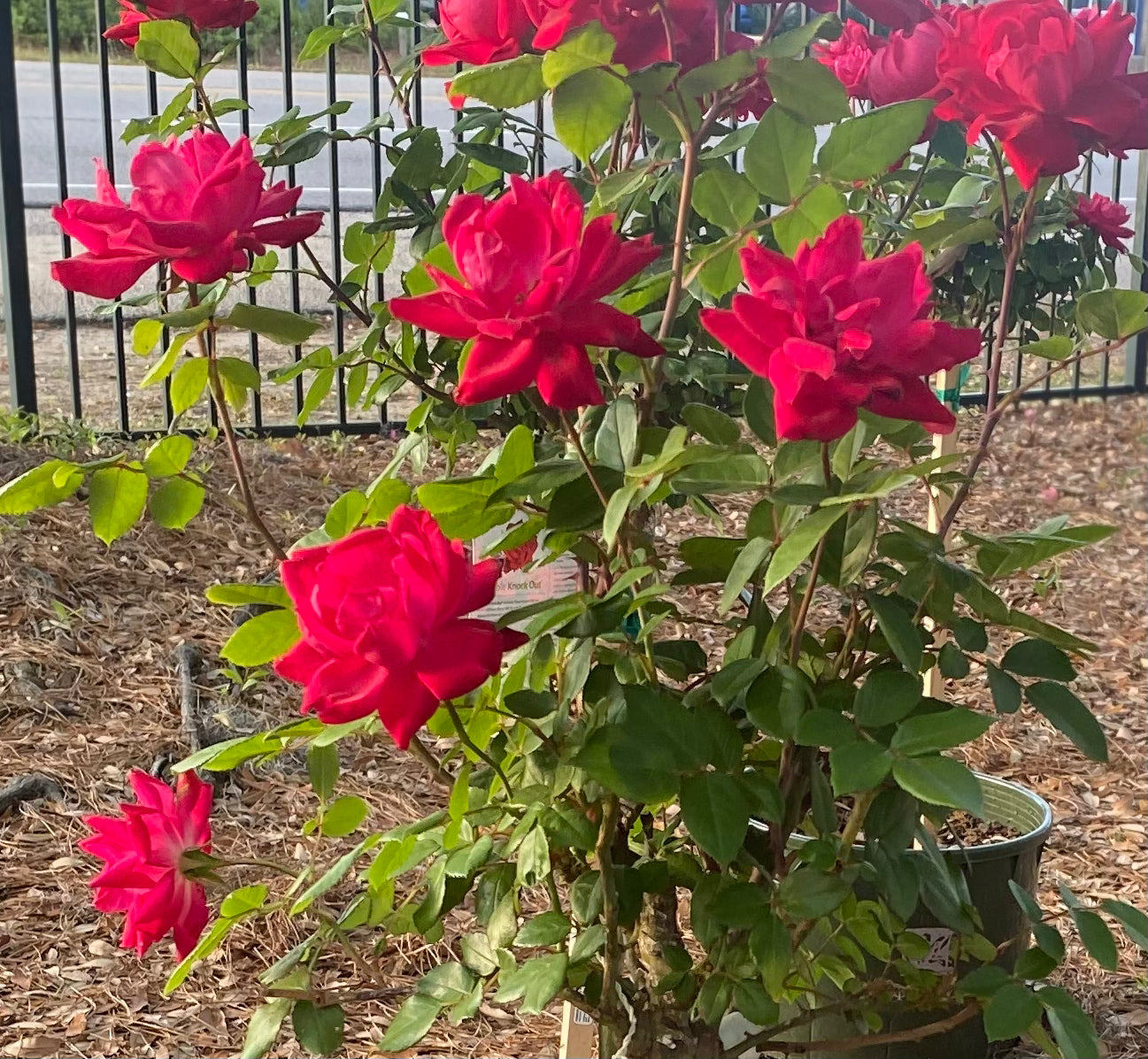 Double Knock Out Rose - Tree Form