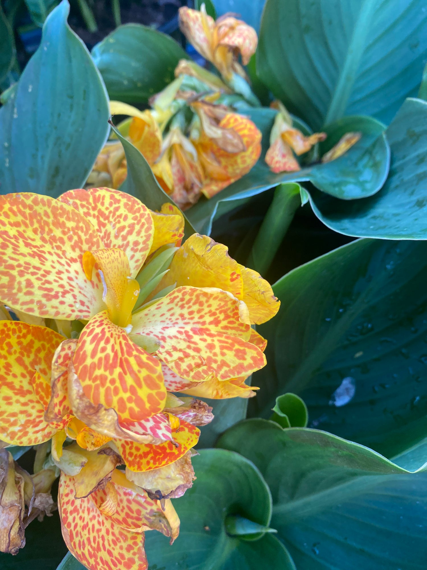 Cannova Gold Leopard Canna Lily