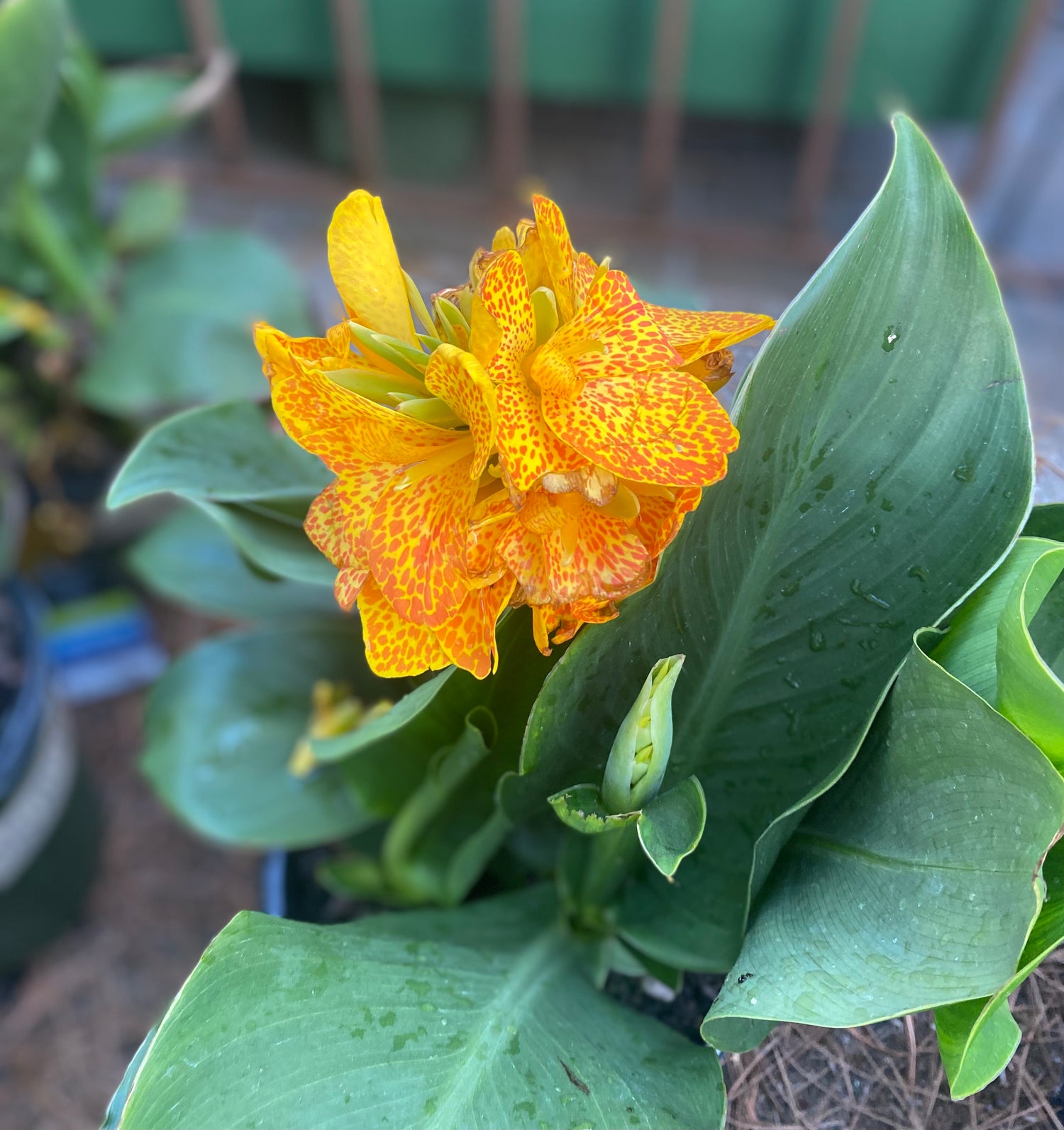 Cannova Gold Leopard Canna Lily