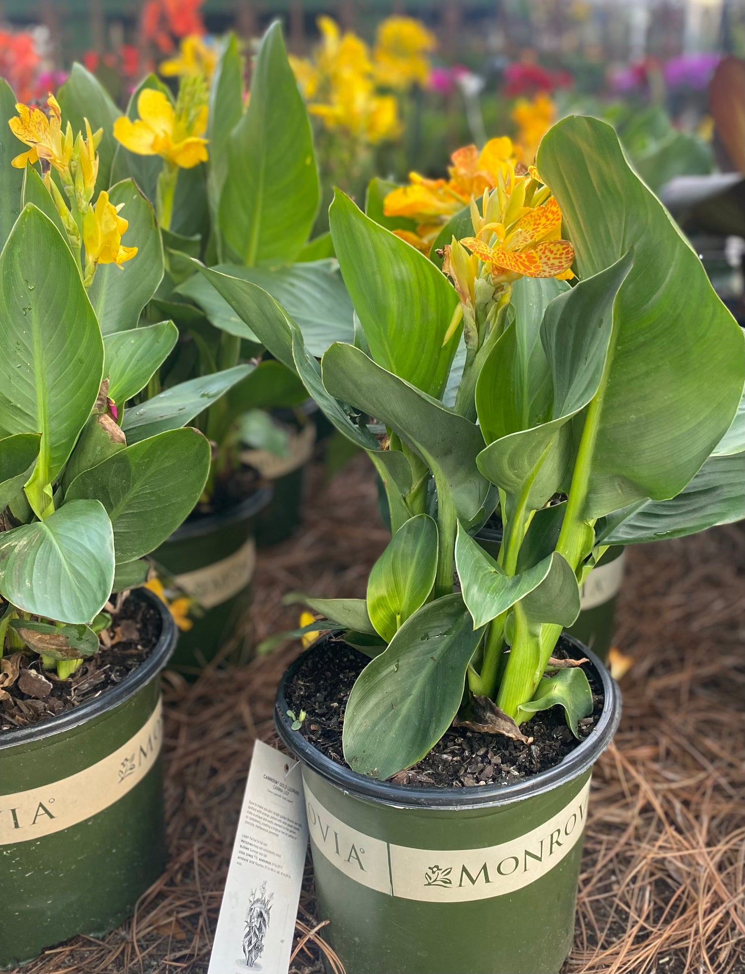 South Pacific Yellow Canna Lily