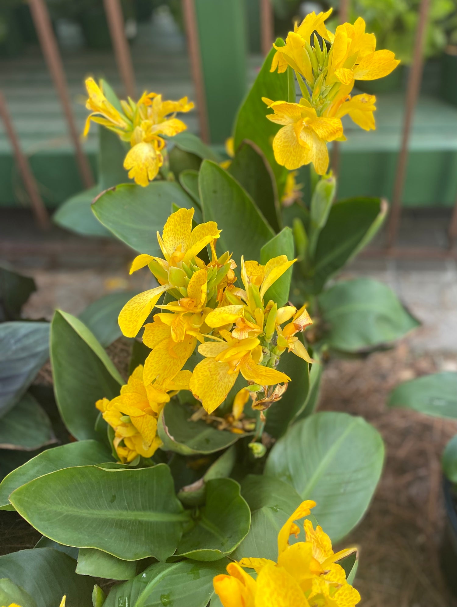 South Pacific Yellow Canna Lily