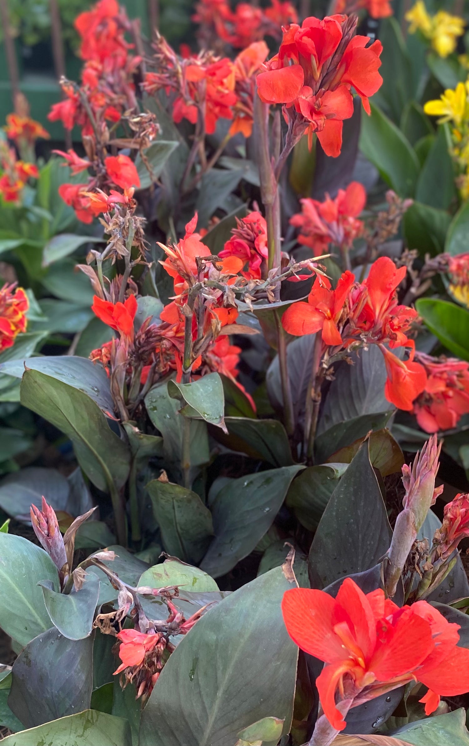 Cannova Red Canna Lily