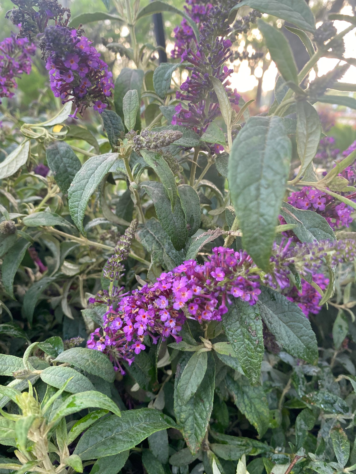 Summer Bird Magenta Butterly Bush
