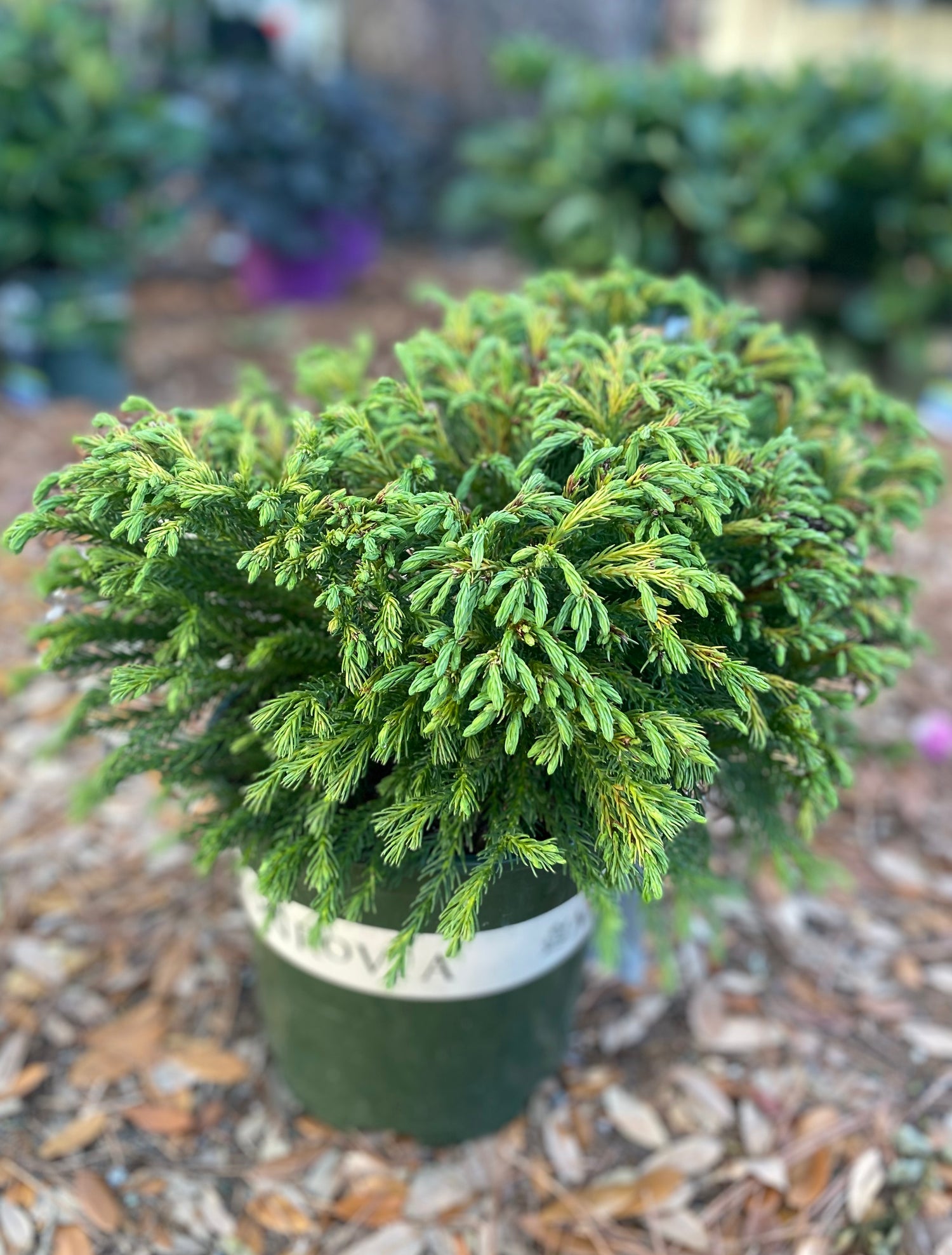 Dwarf Japanese Cedar