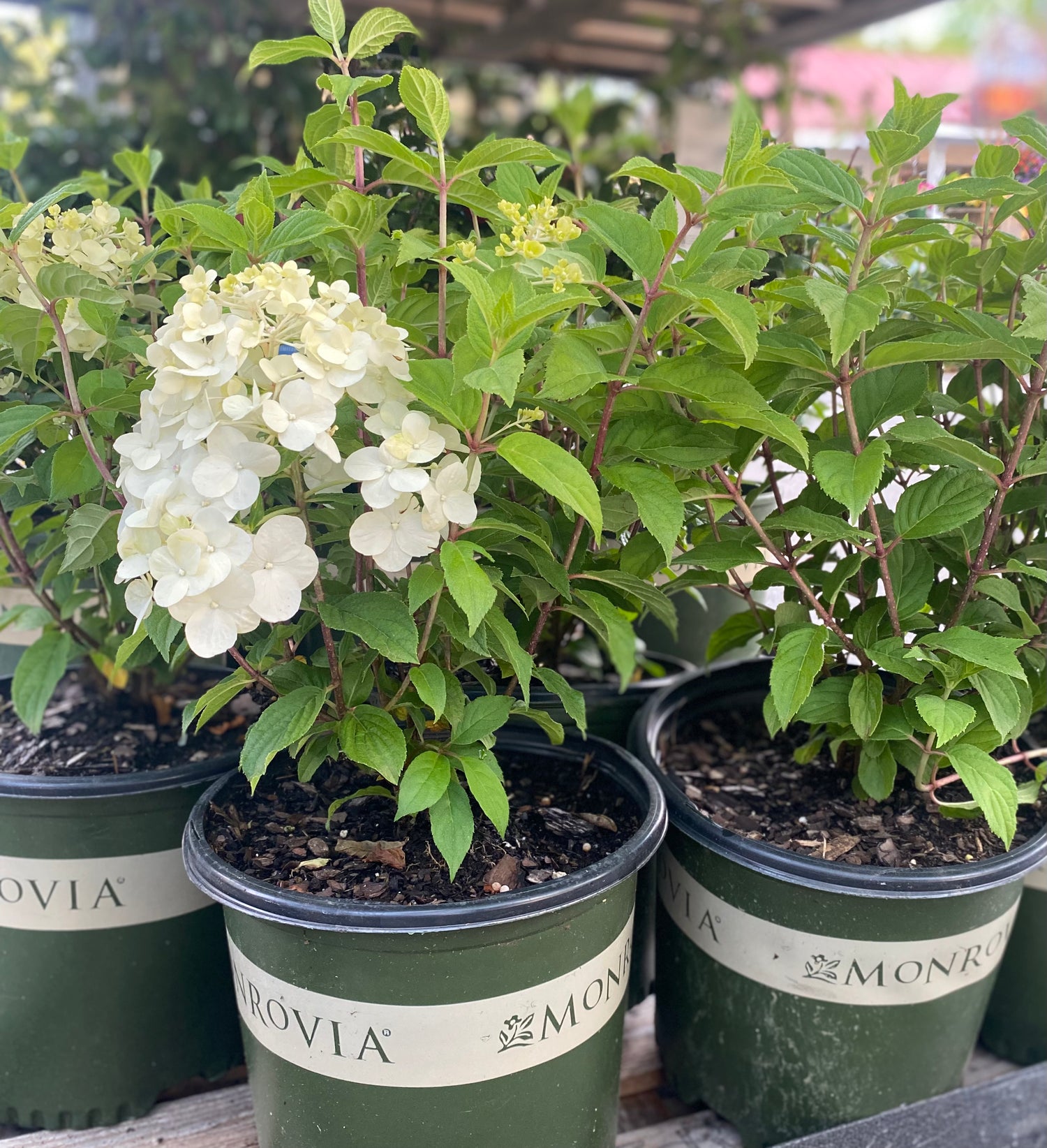 Strawberry Shake Hydrangea
