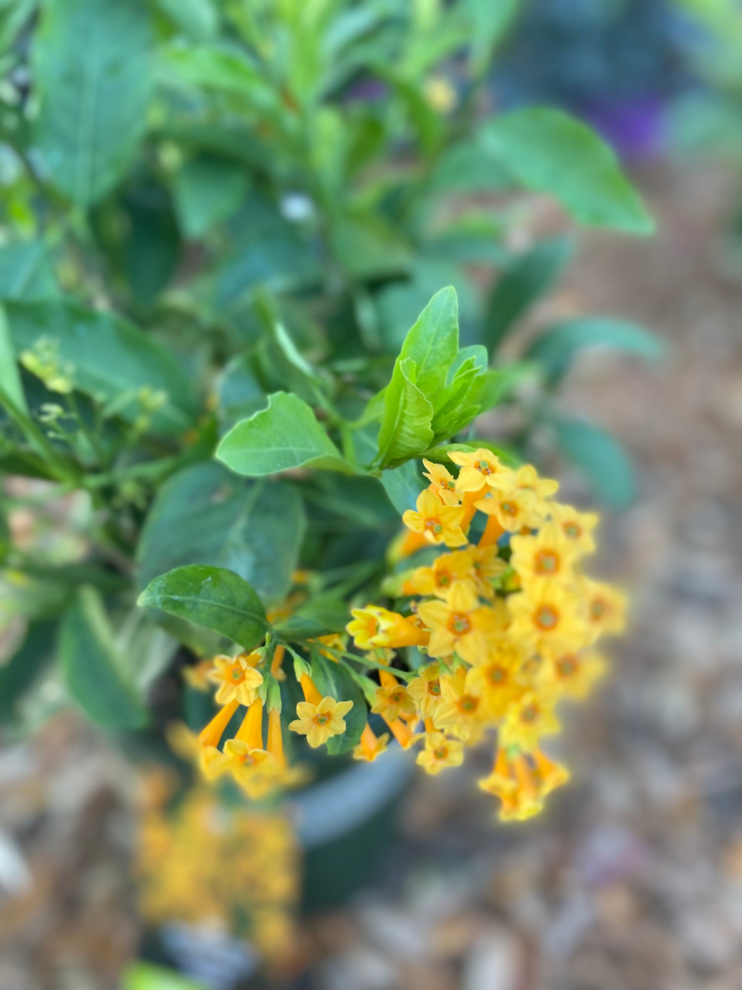Orange Peel Jessamine