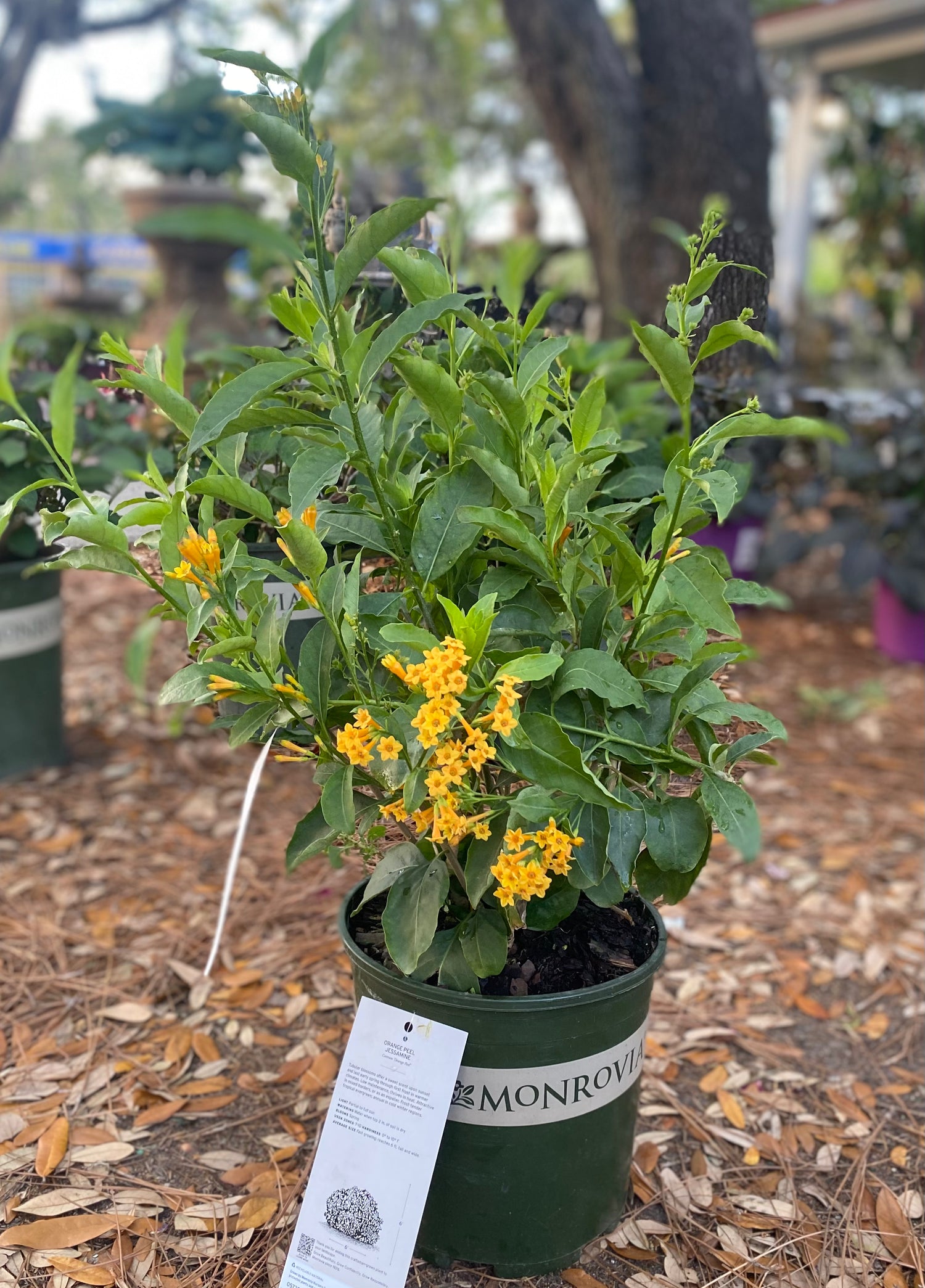 Orange Peel Jessamine