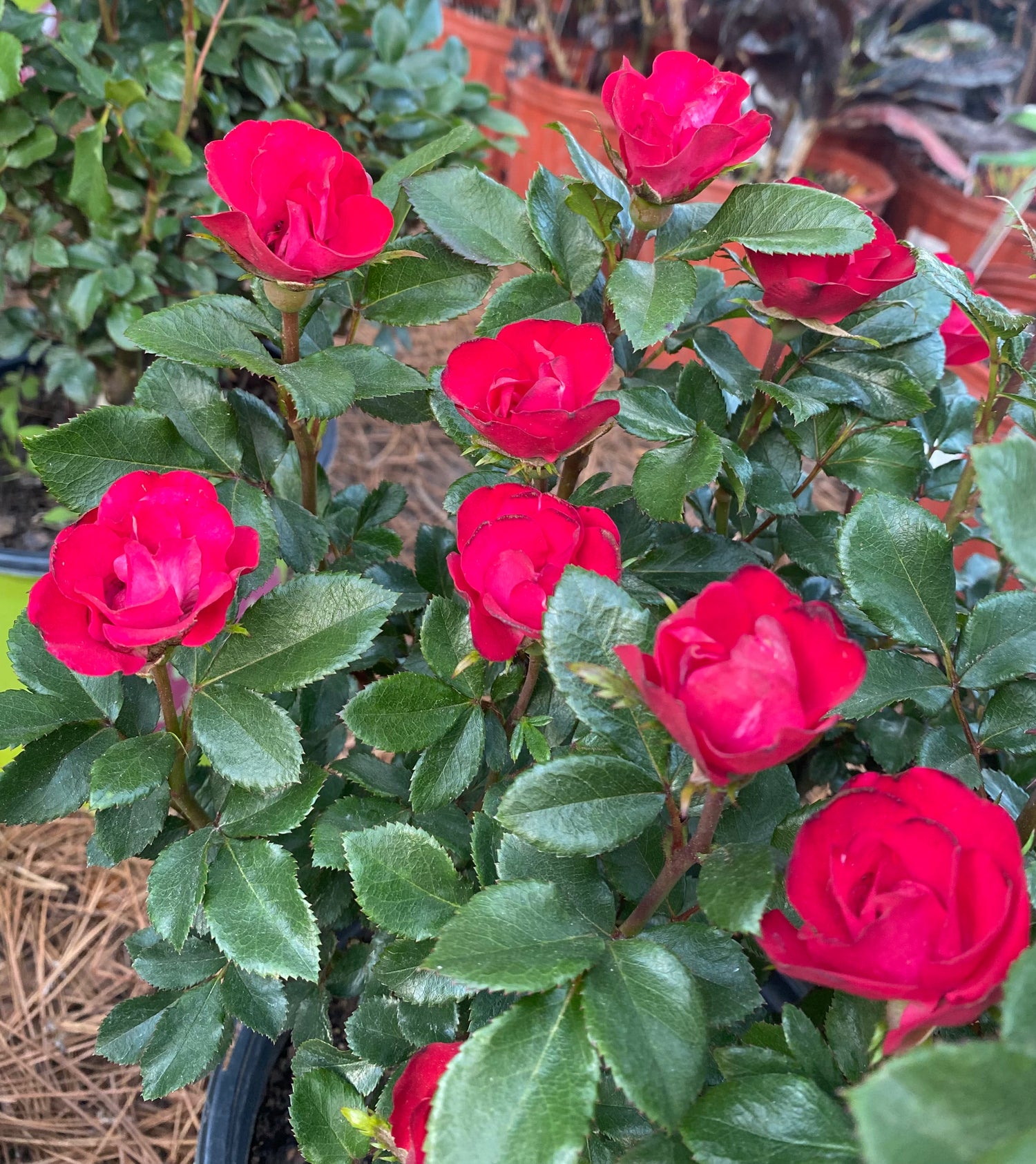 Meet Petite Roses
