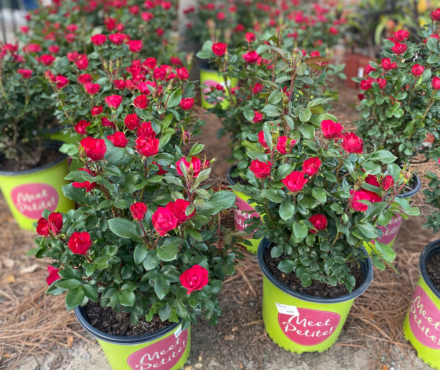 Meet Petite Roses