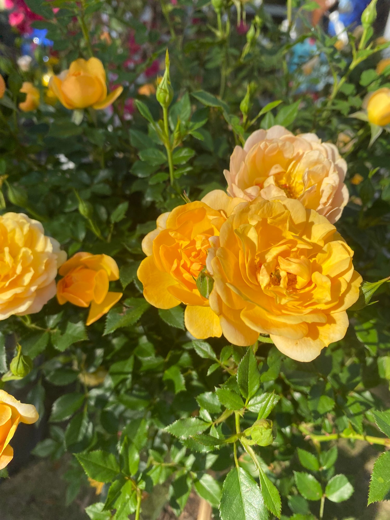 Yellow Rose Tree