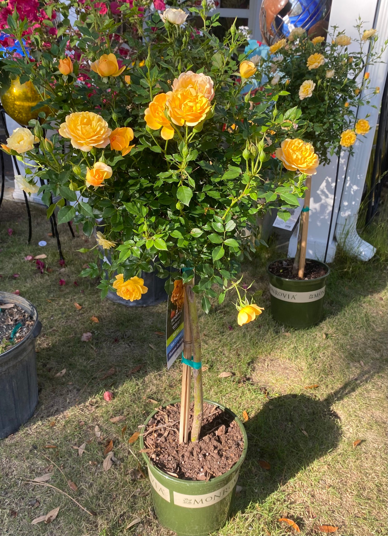Yellow Rose Tree